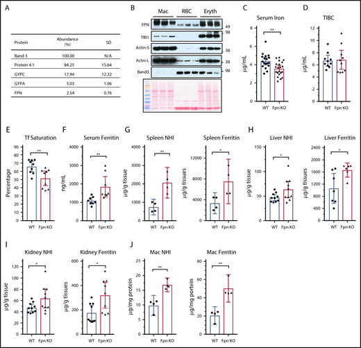Figure 1. Cell-specific KO of Fpn in erythroid cells decreased serum iron but increased tissue iron contents. (A) Protein abundance in mouse RBC membrane measured by mass spectrometry. The abundance of band 3, one of the most abundant RBC membrane proteins, was taken as 100%, and other proteins were normalized to band 3 according to their exponentially modified protein abundance index (emPAI). N/A, not applicable. (B) FPN, TfR1, actin, and band 3 levels in total cell lysates of purified splenic macrophages (Mac), peripheral RBCs, and bone marrow erythroblasts (n = 3). Ponceau S staining is shown as a loading control. Actin-S, short exposure; actin-L, long exposure. Serum iron (C), total iron binding capacity (TIBC) (D), transferrin (Tf) saturation levels (E), and serum ferritin (F) of WT and erythroblast-specific Fpn KO mice (Fpn KO). Nonheme iron (NHI) and ferritin levels in spleens (G), liver (H), kidneys (I), and splenic macrophages (J) of WT and Fpn KO mice. Data are presented as mean ± 95% confidence interval (CI).