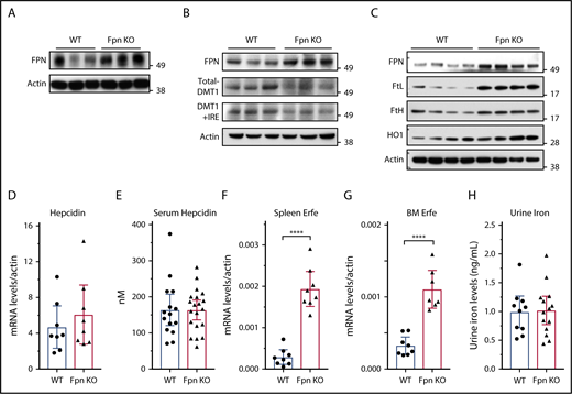 Figure 2. Fpn KO in erythroid cells increased FPN protein levels in spleen and liver without reducing hepcidin levels. (A) Immunoblots of FPN and actin in spleen lysates of 3 individual WT and Fpn KO mice. (B) Immunoblots of FPN, total DMT1, DMT1+IRE form, and actin in liver lysates of 3 individual WT and Fpn KO mice. (C) Immunoblots of FPN, l-ferritin (FtL), H-ferritin (FtH), and heme oxygenase 1 (HO1) and actin in splenic macrophages of 4 individual WT and Fpn KO mice. Liver hepcidin mRNA (D) and serum hepcidin (E) levels of WT and Fpn KO mice. Erythroferrone (Erfe) mRNA levels in spleen (F) and bone marrow (G) of WT and Fpn KO mice. (H) Urine iron levels of WT and Fpn KO mice measured by inductively coupled plasma mass spectrometry. Data are presented as mean ± 95% CI.