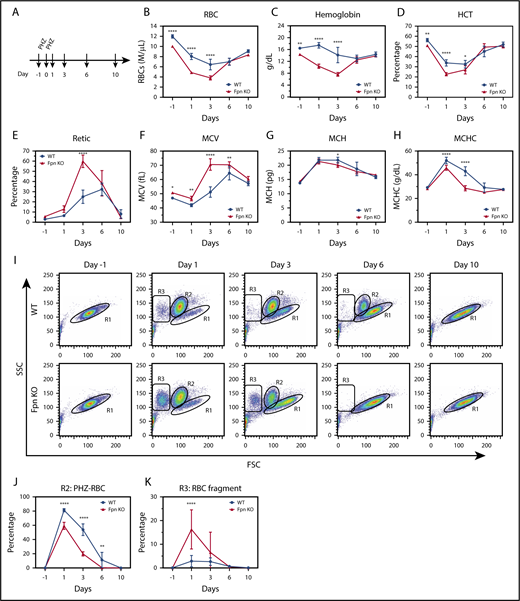 Figure 4. RBCs of conditional Fpn KO mice were sensitive to PHZ-induced oxidative stress. (A) Scheme of PHZ treatment. The mice were given 2 doses of phenylhydrazine hydrochloride (PHZ) solution (60 mg/kg body weight) via intraperitoneal injection on 2 consecutive days, and 50 μL blood samples were subsequently collected and analyzed on days 1, 3, 6, and 10 after treatment. RBCs (B), hemoglobin (C), HCT (D), reticulocytes (E), MCV (F), MCH (G), and mean corpuscular hemoglobin contents (MCHC) (H) were measured. (I) Representative dot plots of blood profiles showed the dynamic changes of RBCs after PHZ treatment. Before PHZ treatment, all healthy RBCs were in the R1 region; PHZ treatment shifted RBCs from the R1 region (healthy RBCs) to the R2 region (PHZ-loaded RBCs); some RBCs broke into cell fragments (R3 region). FSC, forward scatter; SSC, side scatter. Numbers of intact PHZ-loaded RBCs diminished faster compared with WT (J), whereas RBC fragments of PHZ-loaded RBCs increased significantly relative to WT (K). The PHZ-loaded RBCs were cleared from the circulation much faster in Fpn KO mice than WT mice, and there were more RBC fragments in Fpn KO mice than WT mice, indicating that the RBCs of Fpn KO mice were sensitive to oxidative stress. Mean ± 95% CI, n = 10 for each group; statistical significance determined with 2-way analysis of variance and Sidak's multiple comparisons tests.