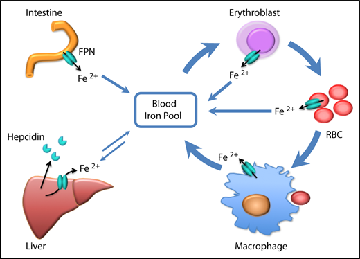 Figure 6. Scheme of the function of erythrocytic FPN in systemic iron homeostasis. FPN on reticuloendothelial macrophages exports iron recycled from senescent RBCs into the blood and contributes the majority of the daily iron influx. FPN on intestinal epithelial cells transports iron absorbed from diets into the blood to compensate for the iron loss via skin and epithelium shredding, which is estimated to account for ∼10% daily iron consumption. FPN on hepatocytes also exports iron into the blood when blood iron levels are lower, from the iron deposits that are stored under iron-replete conditions. Here we found that FPN on erythroblasts and RBCs also contributed a significant amount of iron into the blood. Considering that the levels of FPN on erythroblasts are as abundant as on macrophages, the contribution of iron from erythroid cells could exceed that from intestine or hepatocytes under homeostatic conditions. Thus, FPN on erythroblasts plays an essential role in maintaining systemic iron homeostasis, especially under iron deficiency conditions, and FPN on RBCs protects RBCs against oxidative stress and malaria infection.