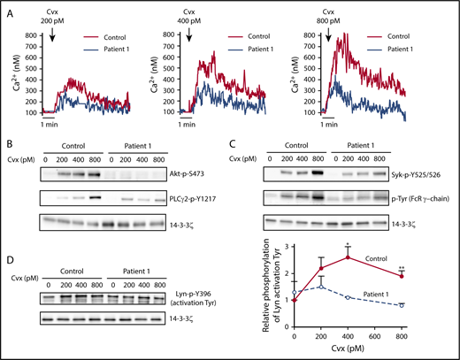 Figure 6. Downregulation of platelet signaling induced by Cvx. Washed P1 platelets in suspension were activated by Cvx (200 or 800 pM) for 3 minutes in the absence of stirring and in the presence of apyrase (2 U/mL) and indomethacin (10 μM). (A) Ca2+ mobilization was assessed in unstirred platelets preincubated with the cytosolic Ca2+ fluorescent probe Oregon green BAPTA-AM after stimulation by Cvx (200-800 pM) by flow cytometry in conditions of no external Ca2+ (1 mM EGTA). (B-C) Tyrosine phosphorylation of Akt (p-S473), Syk (p-Y525/526), PLCγ2 (p-Y1217), and FcRγ was assessed by immunoblotting using anti-Akt-P, anti-Syk-P, anti-PLCγ2-P, and anti-phosphotyrosine antibodies, respectively. Results are representative of 2 experiments. (D) Lyn phosphorylation on Y396 was assessed by immunoblotting using an anti-Lyn-P. Data represent mean ± SEM of 4 independent experiments (*P < .05, **P < .01, unpaired Student t test).