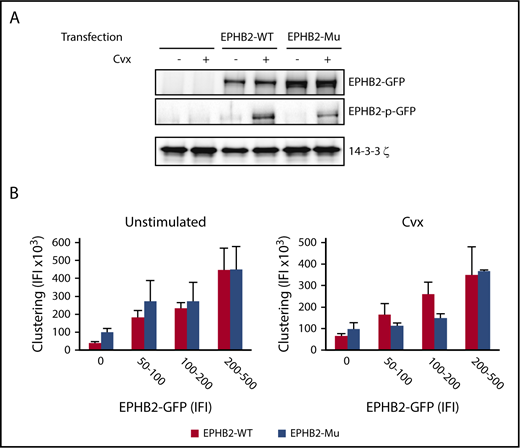 Figure 7. Effect of EPHB2/p.R745C mutation on autophosphorylation of EPHB2 and ephrin-induced clustering. RBL-2H3 cells transfected with WT and mutant EPHB2 constructs were plated on fibrinogen coverslips for 1 hour. (A) Overexpression and phosphorylation of EPHB2-WT and EPHB2/p.R745C (EPHB2-μ) variant after activation with Cvx (1 nM) was quantified by western blotting using anti-EPHB2 and EPHB2-pY594/Y604 antibodies. Results are representative of 3 independent experiments. (B) Clustering of EPHB2 was performed by adding ephrin B1-Fc dimeric ligand to transfected cells stimulated by Cvx (1 nM) and plated on fibrinogen-coated coverslips for 30 minutes. After various washes, binding of ephrin B1-Fc and the level of EPHB2-GFP for the corresponding cell were quantified by fluorescence microscopy (Nikon Eclipse E600). Total IFI from 3 independent experiments is presented as the mean ± SEM.