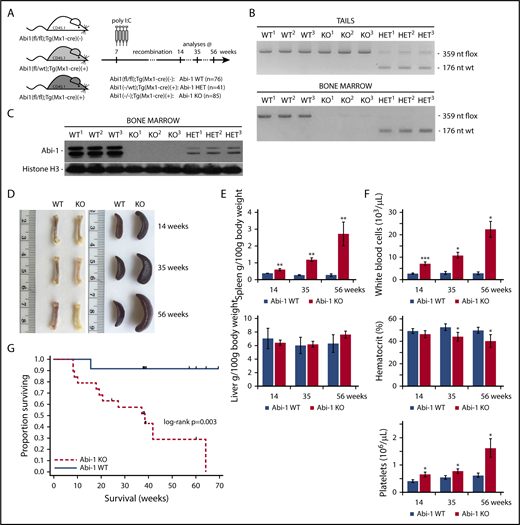 Figure 2. Transgenic Abi-1KO mice show splenomegaly, leukocytosis, thrombocytosis, and decreased survival. (A) Schematic representation of the experimental design of deleting Abi1flox allele in Abi1(fl/fl);Tg(Mx1-cre)(+) mice by poly(I:C) induction. Analyses were conducted on animals at 14, 35, or 56 weeks of age (4, 25, or 46 weeks after recombination, respectively). (B) Genomic PCR analysis of Abi1flox deletion efficiency in tail (top) and bone marrow (bottom) DNA. PCR amplification of the mutated, LoxP site containing Abi1 allele produces a 359-nt band, recombined Abi1 allele produces no band, and nonmutated wild type Abi-1 allele produces a 179-nt band. A locus map is presented in supplemental Figure 2A. Tissue from 3 different Abi-1WT, Abi-1HET, and Abi-1KO animals was used. (C) Western blot analysis of Abi-1 protein levels in the bone marrow of Abi-1WT, Abi-1HET, and Abi-1KO mice. Tissue from 3 different animals per group was used. (D) Representative gross anatomy of femurs and spleens of 14-, 35-, and 56-week-old Abi-1WT or Abi-1KO animals. (E) Average spleen and liver sizes of Abi-1WT and Abi-1KO mice. Relative organ weight was calculated as an absolute organ weight (g)/body weight on sacrifice day (g) ×100. Organs from n = 12 sex-matched animals were evaluated per age group. (F) Average white blood cells count, hematocrit values, and platelet count of the peripheral blood obtained from 14-, 35-, and 56-week-old Abi-1WT or Abi-1KO animals performed using automated hematology analyzer. Peripheral blood from at least 12 sex-matched mice was analyzed per each age group. *P < .05, **P < .01, ***P < .001. (G) Survival of Abi-1WT (n = 48) or Abi-1KO (n = 60) animals monitored from birth for 67 weeks (log-rank P = .003).