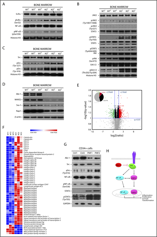 Figure 5. Abi-1 loss in the bone marrow results in instability of WAVE2 complex, and is accompanied by increased phosphorylation of STAT3, SFKs, and NF-κB. Western blot evaluation of the activity status of (A) NF-κB and its inhibitor IκB, (B) JAK2, STAT5, STAT3, Erk1/2, Akt, and (C) SFKs using phospho-site-specific antibodies, and (D) stability of WAVE2 complex components (WAVE2, Nap1, Abi-1, and Sra-1) in Abi-1-deficient bone marrow. Bone marrow from 3 different Abi-1WT and Abi-1KO sex-matched 20-week-old animals was used. (E) Volcano plot of fold change (log 2) vs q-value (−log10) of peak-area for 12 103 peptides identified in Abi-1KO (n = 3) respective to Abi-1WT (n = 3) bone marrow isolated from sex-matched 20-week-old animals. Green represents number of peptides with 2-fold decrease in abundancies, peptides with 2-fold increase in abundancies are presented in red. (F) Heat map showing significantly changed peptides derived from target proteins known to be associated with MPNs identified in liquid chromatography-tandem mass spectrometry analysis performed on Abi-1WT or Abi-1KO bone marrow samples. (G) Immunoblotting assessment of the levels of Abi-1 and activity status of SFKs, STAT3, and NF-κB in CD34+ cells isolated from the bone marrow of patients with PMF and compared with sex- and age-matched healthy control patients (sample details are presented in supplemental Table 1). Whole-cell lysates were used for immunoblotting analyses. (H) A hypothetical schematic depicting the effect of Abi-1 on SFKs, STAT3, and NF-κB signaling. Abi-1 acts as a negative regulator of SFKs activity. Its absence leads to overactive SFKs signaling to STAT3, which becomes activated and cross-activates NF-κB. Overactivity of STAT3 and NF-κB results in cells acquiring inflammatory molecular signature, positively affecting proliferation, survival and ultimately leading to transformation.