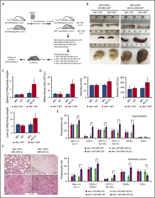 Figure 6. Loss of 1 copy of Abi-1 accelerates disease development in the bone marrow transplantation model of MPLW515L-mediated myeloproliferative neoplasm. (A) Schematic representation of Abi-1HET/MPLW515L model. Bone marrow was obtained from 14-week-old sex-matched Abi-1WT (n = 3) or Abi-1HET (n = 3) animals and transduced with retrovirus encoding Abi-1WT or W515L mutated GFP-tagged MPL. Infected bone marrows representing 4 experimental groups Abi-1WT/MPLWT, Abi-1HET/MPLWT, Abi-1WT/MPLW515L, or Abi-1HET/MPLW515L were next transplanted to C57BL/6J females (n = 6 per experimental group). Analyses were conducted 60 days posttransplant. (B). Representative gross pathology images of femurs, spleens, and livers of the animals from each experimental group are shown. (C) Average spleen and liver sizes of Abi-1WT/MPLWT, Abi-1HET/MPLWT, Abi-1WT/MPLW515L, or Abi-1HET/MPLW515L mice. Relative organ weight was calculated as an absolute organ weight (g)/body weight on sacrifice day (g) ×100. Organs from 6 animals per group were evaluated. (D) Average white blood cell count and hematocrit and platelet count of Abi-1WT/MPLWT, Abi-1HET/MPLWT, Abi-1WT/MPLW515L, or Abi-1HET/MPLW515L mice. Peripheral blood from 6 animals per group was analyzed. (E) Average frequencies of Mac1+/Gr-1+, CD41+, CD42+, CD71+/Ter119+ or CD71+/Ter119− as well as B220+ and CD3+ cells in the bone marrow or peripheral blood obtained from Abi-1WT/MPLWT, Abi-1HET/MPLWT, Abi-1WT/MPLW515L, or Abi-1HET/MPLW515L mice. Samples from 6 animals per group were analyzed. (F) Gomori reticulin staining of the bone marrow from femurs and spleen sections of Abi-1WT/MPLW515L or Abi-1HET/MPLW515L animals (black stain). Bars correspond to 100 μm. Images were obtained using Zeiss Axiophot microscope with Zeiss Pan-Apochromat 20×/1.0 lens. *P < .05