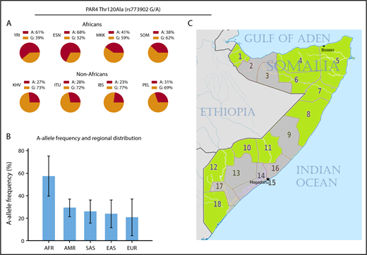 Figure 1. Frequencies of the PAR4 rs773902 SNP in different world populations. (A) Allele frequencies in African and non-African populations, including those reported in the 1000 GP and HapMap projects as well as the Somali genotype data presented in this letter. (B) Continental frequencies of the A allele using populations reported in the 1000 GP and HapMap projects. The African panel is represented by 6 West African and 2 East African populations. Error bars represent relative standard deviation of the mean. (C) The 18 regions of the Somali republic. Birthplaces (ie, provinces of birth) of the study participants are highlighted in green. AFR, African; AMR, admixed American; EAS, East Asian; ESN, Esan in Nigeria; EUR, European; IBS, Iberian population in Spain; ITU, Indian Telugu from the United Kingdom; KHV, Kinh in Ho Chi Minh City, Vietnam; MKK, Maasai in Kinyawa, Kenya; PEL, Peruvians from Lima, Peru; SAS, South Asian; SOM, Somalis in Puntland, Somalia; YRI, Yoruba in Ibadan, Nigeria.