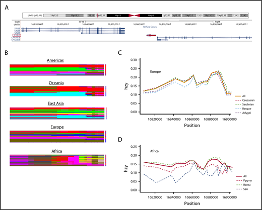 Figure 2. Haplotype and heterozygosity variations for populations in different continents using a 100-kbp region on chromosome 19 encompassing the PAR4 gene (F2RL3). (A) Snapshot viewing the region examined, which encodes 3 genes including F2RL3, utilizing the University of California Santa Cruz genome browser. The F2RL3 gene (3747 base pairs) is highlighted in red. (B) Continental haplotype plots. Rows and columns represent haplotypes and SNPs, respectively. Haplotypes of the same color are identical. The complexity of African haplotypes (shown here as denser and richer mosaics) is a result of haplotype diversity and lower degree of linkage disequilibrium. (C) Heterozygosity scores for European populations. Dashed lines denote subpopulations; solid line represents the average (all). For European populations, combined heterozygosity scores for Caucasians are also included. Horizontal axis shows position of chromosome 19, and vertical axis represents heterozygosity (hzy). European populations included are: Adygei (purple), Basque (blue), Sardinian (green), and Caucasian (red). (D) Heterozygosity graph similar to that shown in panel C for African populations, including San (blue), Pygmy (red), and Bantu (green). Note the higher heterozygosity variation in African populations compared with Europeans.