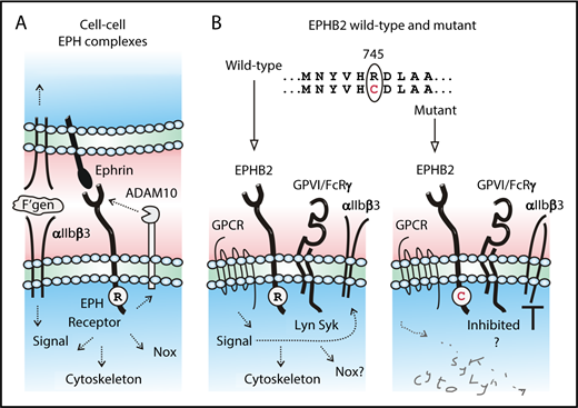 (A) At cell-cell boundaries, ephrin receptor/ephrin ligand complexes regulate cellular adhesion and signaling, including ligand-induced outside-in signaling of αIIbβ3. (B) Compared with wild-type, a newly identified Arg745Cys (R745C) mutation in the tyrosine kinase domain of EPHB2 is associated with impaired platelet activation in response to agonists acting at G protein-coupled receptors (GPCRs) or glycoprotein VI (GPVI) and attenuated phosphorylation of Lyn, Syk, and FcRγ and inside-out activation of αIIbβ3. See the text for details and references.