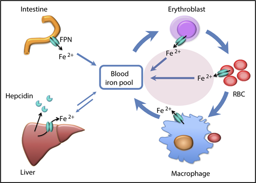 Illustration of the contribution (pink oval) of iron efflux from erythroid cells to the iron economy of the body. FPN, ferroportin; RBC, red blood cell. The figure has been modified from Figure 6 in the article by Zheng et al that begins on page 2078.