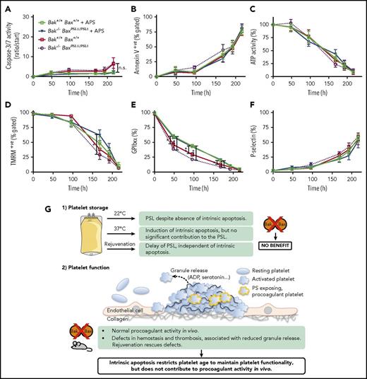 Figure 7. Rejuvenation of BAK/BAX-deficient platelets does not confer protection from the PSL at room temperature. Murine platelets were stored at RT (22°C) with gentle agitation in 5% plasma for up to 9 days. Mice were depleted of platelets (APS) 72 hours before platelet purification. (A) Caspase-3/7 activation (Caspase-Glo assay), (B) annexin V-positive platelets, (C) ATP activity (CellTiter-Glo assay), (D) TMRM-positive platelets, (E) GPIbα surface expression, and (F) P-selectin exposure were assessed at indicated points by flow cytometry or as otherwise indicated. Platelets counts were adjusted before storage. n = 11 to 12 biological replicates per genotype. Data are presented as mean ± SEM. Caspase activity is presented as ratio/start for each genotype. Statistical significance between 2 treatment groups was analyzed using an unpaired Student t test with 2-tailed P values. Data from Figure 1 are included in red and purple to allow statistical comparison with untreated samples (unpaired Student t test with 2-tailed P values). n.s., not significant. (G) Intrinsic apoptosis circumvents the functional decline of circulating platelets, but does not cause the platelet storage lesion. 1) Platelet storage. Mouse wild-type or BAK/BAX-deficient platelets were stored at the blood banking temperature (22°C) and at 37°C. In some experiments, the platelet age was synchronized to 3 days in both wild-type and BAK/BAX-deficient mice before ex vivo storage experiments (referred to as “Rejuvenation”). Loss of BAK and BAX did not prevent the development of the PSL at either temperature. 2) Platelet function. BAK/BAX-deficient and wild-type mice responded similarly in an experimental in vivo model of pulmonary embolism, which is highly dependent on thrombin generation. This indicates that intrinsic apoptosis does not contribute to procoagulant activity in vivo. BAK/BAX-deficient mice exhibited increased tail bleeding times and unstable thrombus formation in vivo, which was associated with reduced granule release from the aged BAK/BAX-deficient platelets in vitro. Rejuvenation (platelet age synchronization) rescued these defects, indicating that intrinsic apoptosis restricts platelet age to maintain platelet functionality.