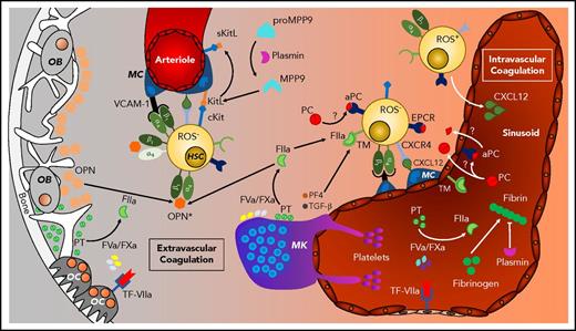 Figure 1. Extravascular coagulation in HSC niche regulation. HSC niches are found in osteoblast (OB)- and osteoclast (OC)-regulated endosteal regions vascularized by arterioles and in megakaryocyte (MK)-rich sinusoidal regions. HSCs are maintained by mesenchymal cell (MC)-derived VCAM, KitL (SCF), CXCL12, and matrix factors (osteopontin; OPN) that are regulated by coagulation and fibrinolysis.
