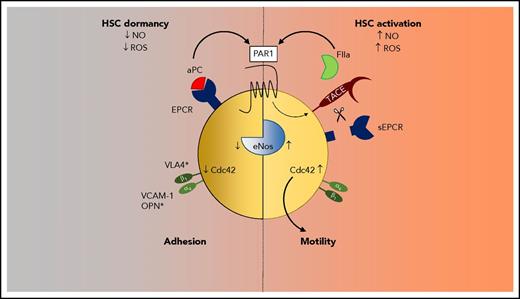 Figure 2. Biased PAR1 signaling regulates HSC quiescence and mobility. PAR1 activation by EPCR-aPC promotes inhibition of endothelial NO synthase (eNOS), low NO and ROS levels, and suppression of Cdc42 activity and increased VLA (integrin α4)–mediated adhesion to niche ligands. Biased thrombin-PAR1 signaling releases EPCR by TACE shedding and upregulates NO, Cdc42 activity, and motility.