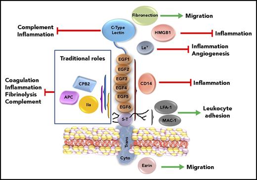 Figure 1. Schematic of TM structure with putative functional correlates. TM is represented by its 5 structural regions, with its traditional and nontraditional roles. Interactions of TM with thrombin that generate APC and CPB2 that dampen coagulation, inflammation, fibrinolysis, and complement are highlighted in the box on the left. The lectin-like domain of TM interferes with complement activation and inflammation. The lectin-like domain of TM also has several putative ligands, including fibronectin, HMGB1, and Ley, which are reported to impact migration, inflammation, and angiogenesis. The EGF-like region and serine-threonine–rich (S-T) region, via the chondroitin sulfate (shown as black lines from S-T regions), bind to CD14 and adhesion molecules LFA-1 and MAC-1, modulating responses to endotoxin and regulating leukocyte trafficking. Connected to the ectodomain via the transmembrane region (Trans), the cytoplasmic region (Cyto) binds, in some cells, to the adaptor protein ezrin, which alters the actin cytoskeleton and modulates cell migration. EPCR and PF4 are not shown. IIa, thrombin.
