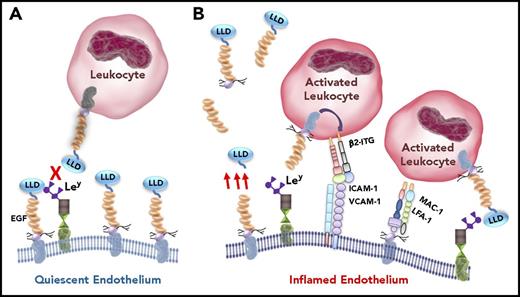 Figure 2. A postulated paradigm of TM–leukocyte interactions. Under quiescent conditions (A), endothelial TM is intact. Its lectin-like domain binds to whatever Ley is exposed by endothelial glycoproteins, blocking Ley interactions with TM expressed by circulating leukocytes, thereby preventing leukocyte adhesion. During inflammatory conditions (B), endothelial cells become activated. TM expression is reduced, and various fragments of the ectodomain of TM are released (only a couple are shown schematically) into the circulation (red arrows) by proteolytic cleavage of the membrane-bound form. Remaining EGF4-EGF5 is oxidized, diminishing the generation of APC (not shown). ICAM-1, VCAM-1, and Ley expression on glycoproteins is increased on the endothelial cell surface. Ley binds to the lectin-like domain of TM expressed by activated leukocytes, which induces activation of leukocyte β2-integrins (β2-ITG). These bind to endothelial cell adhesion molecules ICAM-1 and VCAM-1, enabling firm leukocyte adhesion and transmigration. Exposed by proteolysis of the intact protein, the serine-threonine–rich region of TM provides a binding site, likely via the chondroitin sulfate, for leukocyte-expressed adhesion molecules LFA-1 and MAC-1, further promoting leukocyte-endothelial cell attachment and inflammation. Therapeutic recombinant TM comprising the entire ectodomain, or the lectin-like domain alone, or the EGF-like region plus the serine-threonine rich region (TMD23), exhibit anti-inflammatory properties by blocking leukocyte-endothelial interactions. LLD, lectin-like domain.