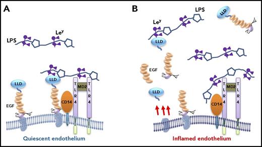 Figure 3. Postulated role of TM in modulating response to endotoxin/sepsis. LPS from gram-negative bacteria bind to the coreceptor CD14 of monocytes (not depicted) and endothelial cells, triggering proinflammatory intracellular signaling pathways via activation of the TLR4-MD2 complex. In the early stages of infection/inflammation (A), when the endothelium is unperturbed and in a quiescent state, TM interferes with LPS-CD14 interactions in 2 ways: (1) the lectin-like domain of TM binds to LPS via Ley, and (2) the serine-threonine–rich region of TM binds to CD14. Both would predictably block LPS-CD14 interactions, thereby interfering with the proinflammatory response. As the balance tips, and inflammation persists and progresses, the endothelial cells become inflamed and activated (B). TM expression decreases, soluble fragments of TM are released via proteolysis (only some of which are represented), and the TM-dependent protective mechanisms on the endothelium are reduced or lost. Expression of adhesion molecules and Ley on the endothelial cells increase (not depicted), activated leukocytes adhere (Figure 2), and the inflammatory response escalates. Again, therapeutic recombinant TM comprising the entire ectodomain, or the lectin-like domain alone, or the EGF-like region plus the serine-threonine–rich region (TMD23) will likely be of benefit, in part, by blocking LPS-CD14 interactions. LLD, lectin-like domain.