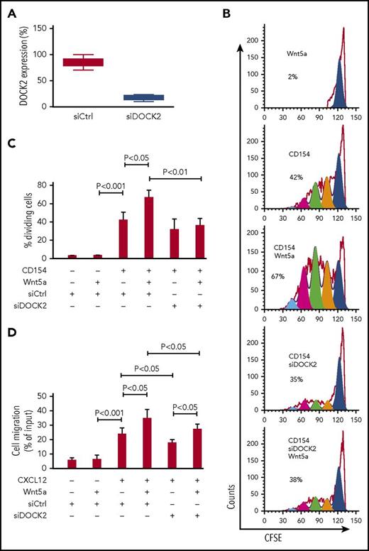 Figure 2. DOCK2 factors in the capacity of Wnt5a to enhance CLL proliferation. (A) CLL cells from each of 6 patients (3 U-CLL and 3 M-CLL) transfected with control siRNA or siRNA targeting DOCK2 and examined 72 hours later by western blot. Data are shown as mean ± SD (n = 6). Cell viability was examined more than 80% both in control or DOCK2-siRNA transfected cells. (B) Fluorescence of CLL cells stained with carboxyfluorescein diacetate succinimidyl ester and treated with CD154, without (−) or with (+) Wnt5a. The percentage of dividing cells is indicated in each histogram. (C) Mean proportions of dividing CLL cells from each of 6 patients (3 U-CLL and 3 M-CLL) under conditions indicated at the bottom. P < .05; P < .01; P < .001, as assessed by 2-tailed Student t test. (D) CLL cells transfected 72 hours previously with control siRNA or siRNA targeting DOCK2. Cell viability was higher than 80% both in control or DOCK2-siRNA transfected cells. CLL cell migration in response to CXCL12 (200 ng/mL) was assessed without (−) or with (+) addition of exogenous Wnt5a (200 ng/mL), as indicated at the bottom. Data are shown as mean ± SD from 3 independent experiments of CLL cells from each of 6 patients (3 U-CLL and 3 M-CLL). P < .05; P < .001, as assessed by 2-tailed Student t test.
