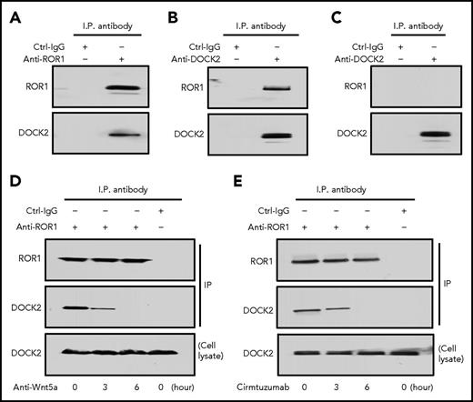 Figure 3. ROR1 in MEC1-ROR1 cells associates with DOCK2. (A) Immunoblot analysis of anti-ROR1 (cirmtuzumab) immunoprecipitation (ip) or Ctrl-IgG ip, as indicated at the top, using lysates prepared from MEC1-ROR1 cells; the membranes were probed with anti-ROR1 or anti-DOCK2 antibody, as indicated on the left. (B) Immunoblot analysis of anti-DOCK2 ip or Ctrl-IgG ip, as indicated at the top, using lysates prepared from MEC1-ROR1 cells; membranes were probed with anti-ROR1 or anti-DOCK2 antibody, as indicated on the left. (C) Immunoblot analysis of anti-DOCK2 ip or Ctrl-IgG ip, as indicated at the top, using lysates prepared from ROR1-negative cell line, MEC1; the membranes were probed with anti-ROR1 or anti-DOCK2 antibody, as indicated on the left. (D) Immunoblot analysis of anti-ROR1 (cirmtuzumab) ip or Ctrl-IgG ip, as indicated at the top, using lysates prepared from MEC1-ROR1 cells that had been treated with Wnt5a neutralizing antibody (2 μg/mL; R & D) for the times indicated at the bottom (in hours); membranes were probed with anti-ROR1 or anti-DOCK2 antibody, as indicated on the left. An immunoblot of the whole-cell lysates of the MEC1-ROR1 cells treated with Wnt5a neutralizing antibody and probed with anti-DOCK2 mAb is provided in the bottom panel. (E) Immunoblot analysis of anti-ROR1 (4A5) ip or Ctrl-IgG ip, as indicated at the top, using lysates prepared from MEC1-ROR1 cells that had been treated with cirmtuzumab (10 μg/ml) for the times indicated at the bottom (in hours); membranes were probed with anti-ROR1 or anti-DOCK2 antibody, as indicated on the left. An immunoblot of the whole-cell lysates of the CLL treated with cirmtuzumab and probed with anti-DOCK2 mAb is provided in the bottom panel.