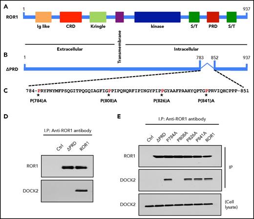 Figure 5. ROR1P808A is unable to associate with DOCK2, induce Rac1/2 activation, or enhance leukemia cell proliferation. (A) Schematic depicts the structure of ROR1 protein with different domains. (B) ΔPRD represents the truncated form of ROR1 without its P-rich region. (C) Amino acid sequences of the P-rich domain of ROR1. Asterisks indicate the P amino acid residues that had been substituted with A. (D) Immunoblot analysis of anti-ROR1 (cirmtuzumab) immune precipitates from lysates of MEC1-Ctrl, MEC1-ΔPRD, or MEC1-ROR1 cells, as indicated on the top. Membranes were probed with anti-ROR1 or anti-DOCK2 antibody, as indicated on the left. (E) Interaction of ROR1 with DOCK2 was confirmed by immunoblot analysis of anti-ROR1 (cirmtuzumab) immune precipitates from lysates of MEC1, MEC1-ΔPRD, MEC1-ROR1, or MEC1 cells transfected with each of the various mutated forms of ROR1, as indicated on the top (upper panel). In the lower panel is an immunoblot of the whole-cell lysates of the MEC1-Ctrl, MEC1-ΔPRD, MEC1-ROR1, or MEC1 cells transfected with each of the various mutated forms of ROR1, as indicated on the top, and probed with anti-DOCK2 antibody.