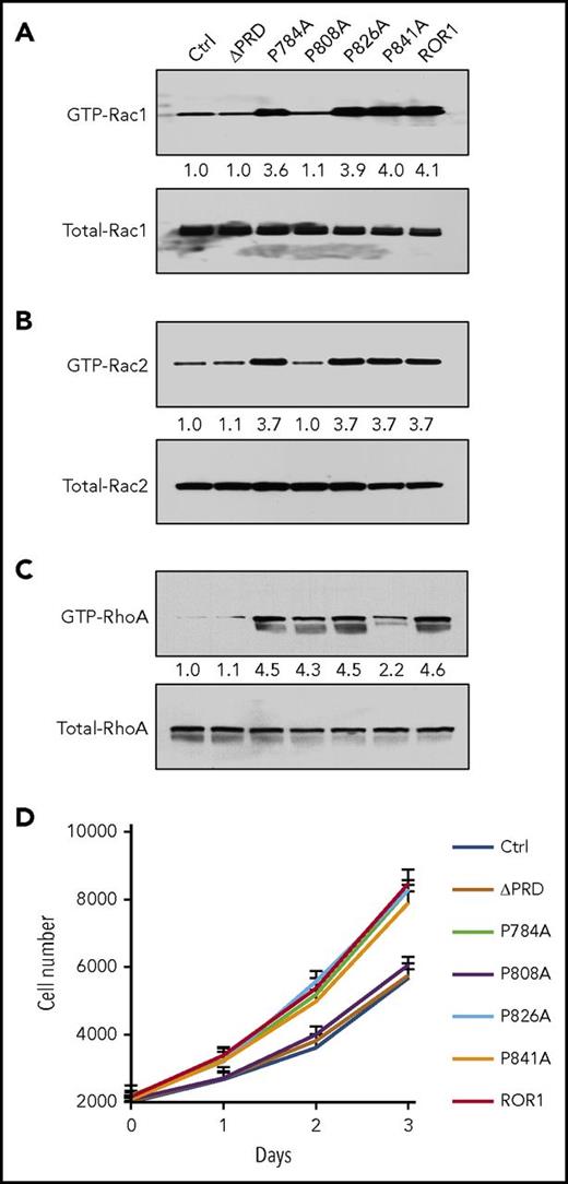 Figure 6. ROR1P808A has impaired capacity to induce activation of Rac1/2 or to enhance leukemia cell proliferation. (A) Activated Rac1, Rac2 (B), and RhoA (C) were measured in MEC1-Ctrl, MEC1-ΔPRD, MEC1-ROR1, or MEC1 cells expressing any 1 of the mutated forms of ROR1, as indicated on the top. The numbers above each lane are ratios of band IOD of GTP-Rac1/2 vs total Rac1/2. The numbers between 2 lanes are ratios of band IOD of GTP-Rac1/2 vs total Rac1/2, or GTP-RhoA vs total-RhoA. (D) Mean numbers of MEC1-Ctrl (blue), MEC1-ROR1 (red), or MEC1 cells expressing each of the mutated forms of ROR1 (colors indicated in the legend) at the days indicated below the graph. Data are shown as mean ± SD from 5 independent experiments. Longitudinal mixed effects model analysis was performed to get a global P value for the differences in proliferation rate compared with control. This model takes into account growth overtime (baseline is day 0 and then subsequent measurements were on days 1, 2, and 3), as well as cell type; this showed ROR1, P874A, P826A, and P841A each grew significantly more rapidly compared with Ctrl cells (P < .0001); ΔPRD and P808A cells did not differ from Ctrl cells (P = .60 and .26, respectively).