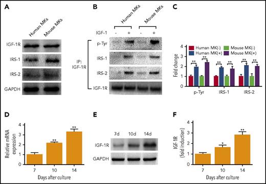 Figure 1. MKs express functional IGF-1R. (A) Immunoblotting analysis of IGF-1R, IRS-1, and IRS-2 in human and mouse MKs. (B-C) Association of IRS-1 and IRS-2 with IGF-1R in human and mouse MKs after treatment with or without 100 ng/mL rhIGF-1 for 15 minutes. Lysates were subjected to immunoprecipitation with antibody against IGF-1R, and were immunoblotted with antibodies against p-Tyr, IRS-1, IRS-2, or IGF-1R. (D-F) Real-time PCR (RT-PCR) (D) and immunoblot analysis of IGF-1R expression (E-F) in human MKs at the same counts, primary MKs were cultured from CD34+ cells cultured with 20 ng/mL TPO for 7, 10 and 14 days. Human MKs or mouse MKs were purified after being labeled with CD41 antibody. *P < .05, **P < .01, vs the expression level at day 7.