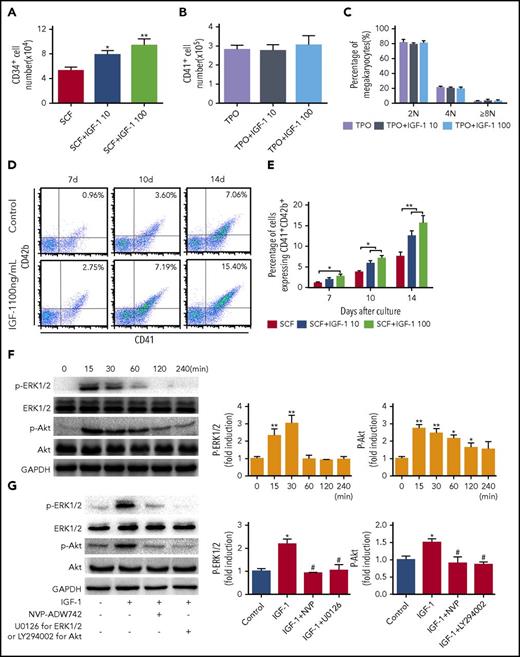 Figure 2. IGF-1 promotes the population of CD34+ cells and the differentiation of MKs. (A) Flow cytometric analysis of the numbers of CD34+ cells after stimulation with 10 or 100 ng/mL rhIGF-1 for 7 days in the presence of 20 ng/mL rhSCF. (B) Flow cytometric analysis of CD41+ cell counts after 10 or 100 ng/mL rhIGF-1 treatment of 7 days in the presence of 20 ng/mL rhTPO. (C) DNA content assay in CD41+ cells after CD34+ cells stimulated with 10 or 100 ng/mL rhIGF-1 in the presence of 20 ng/mL rhTPO for 7 days. (D-E) CD41+CD42b+ expression on CD34+ cells treated with or without rhIGF-1 for 7, 10 and 14 days in the presence of 20 ng/mL rhSCF. (F) Western blot analysis of ERK1/2 and Akt phosphorylation in MKs after exposure to 100 ng/mL rhIGF-1 for different times. (G) Phosphorylation of p-ERK1/2 and p-Akt in MKs pretreated with 0.5 μM NVP-ADW742, 10 μM U0126 or 20 μM LY294002 followed by rhIGF-1 treatment of 15 minutes. *P < .05, **P < .01, vs the control; #P < .05, ##P < .01, vs the IGF-1-treated group.