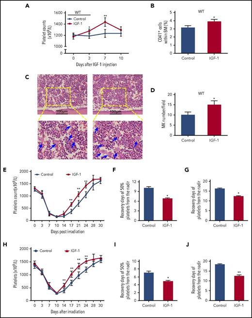 Figure 5. IGF-1 administration significantly elevates the platelet levels in vivo and thereby promotes platelet recovery in irradiated mice. (A-B) Peripheral platelet levels (A) and CD41+ cells in BM (B) in C57BL/6 mice injected with saline or rhIGF-1 for 7 days. (C-D) H&E staining for MK quantification in the BM from C57BL/6 mice after rhIGF-1 injection. Ten high-power fields per sample were counted. (E) Peripheral platelet counts in C57BL/6 mice irradiated with 6.0Gy total-body irradiation following saline or rhIGF-1 treatment. (F-G) Days that is essential for 50% (F) or 100% (G) recovery of platelet loss from the nadir in irradiated mice with saline or rhIGF-1 injection. (H) Peripheral platelet counts in mice that received BM transplantation (BMT) following a 10.0Gy of irradiation (I-J) Days needed for 50% (I) or 100% (J) recovery of platelet loss from the nadir in grafted mice after rhIGF-1 administration. *P < .05, **P < .01.