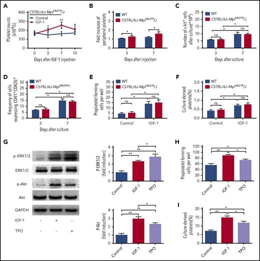 Figure 6. IGF-1 acts independent of TPO signal pathway to promote thrombopoiesis. (A) Peripheral platelet counts in C57BL/6J-Mplhlb219/J and WT mice injected with saline or rhIGF-1 for 7 days. (B) Fold induction of platelet counts on days 3 and 7 in C57BL/6J-Mplhlb219/J and WT mice after rhIGF-1 injection. Each group contained 6 to 7 mice. (C-D) Number of c-kit+ cells (C) and CD41+CD42b+ expression on c-kit+ cells (D) after stimulation with or without 100 ng/mL rhIGF-1 for 3 and 7 days. (E-F) Proplatelet-forming MKs (E) and culture-derived platelets (F) from c-kit+ cells cultured with or without 100 ng/mL rhIGF-1 for 8 days, c-kit+ cells were isolated from C57BL/6J-Mplhlb219/J or WT mice and were then cultured in the presence of 10 ng/mL rmIL-3. (G) western blot analysis of ERK1/2 and Akt phosphorylation in mouse-derived MKs from WT C57BL/6 mice after exposure to rhIGF-1 or rhTPO for 15 minutes. (H-I) Proplatelet-forming cells (H) and culture-derived platelets (I) from WT mouse-derived MKs cultured with rhIGF-1 or rhTPO for 3 days. Mouse-derived MKs were cultured from WT c-kit+ cells stimulated with rhTPO for 5 days in the presence of 10 ng/mL rmIL-3. *P < .05, **P < .01.