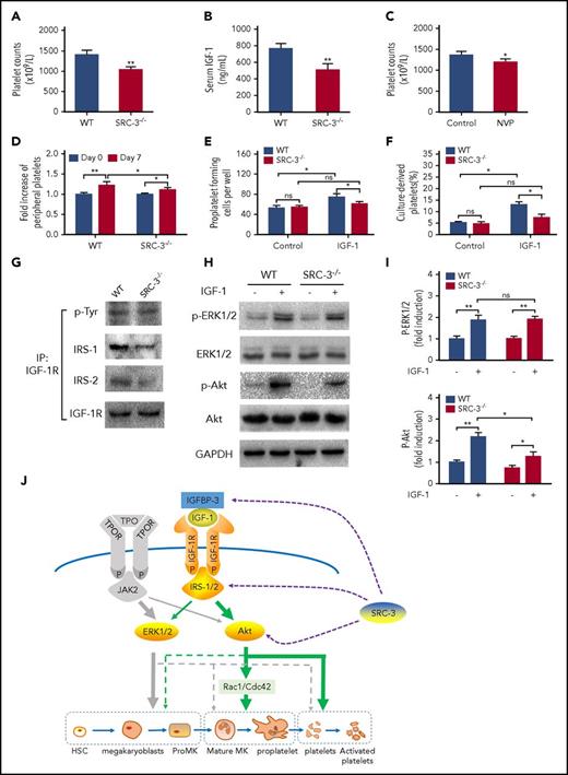 Figure 7. Thrombopoiesis promoted by IGF-1 requires the involvement of SRC-3. (A-B) Peripheral platelet counts (A) and serum IGF-1 levels (B) in SRC-3−/− mice or WT mice. (C) Peripheral platelet counts in WT C57BL/6 mice that were injected intraperitoneally with NVP-ADW742 (10 mg/kg i.p. twice daily) for 7 days. (D) Fold increase of peripheral platelet counts in WT or SRC-3−/− mice injected with saline or rhIGF-1 for 7 days. (E-F) Proplatelet-forming cells (E) and culture-derived platelets (F) from mouse-derived MKs cultured with or without rhIGF-1 for 3 days. Mouse-derived MKs were cultured from SRC-3−/− or WT c-kit+ cells stimulated with rhTPO for 5 days in the presence of 10 ng/mL rmIL-3. (G) Association between IGF-1R and IRS-1or IRS-2 in mouse-derived MKs from SRC-3−/− or WT mice after treatment with 100 ng/mL rhIGF-1. Lysates were subjected to immunoprecipitation with antibody against IGF-1R and were immunoblotted with antibodies against p-Tyr, IRS-1, IRS-2, or IGF-1R. (H-I) western blot analysis of the activation of ERK1/2 and Akt signal pathways in mouse-derived MKs after exposure to rhIGF-1 or rhTPO for 15 minutes. (J) Schematic illustration of the role of IGF-1 in thrombopoiesis. IGF-1 mainly acts through ERK1/2 and Akt, especially via the Akt signal pathway, thereby facilitating thrombopoiesis. Notably, this promotion is more than a result of working through TPO signaling, and requires the assistance of SRC-3. *P < .05, **P < .01.