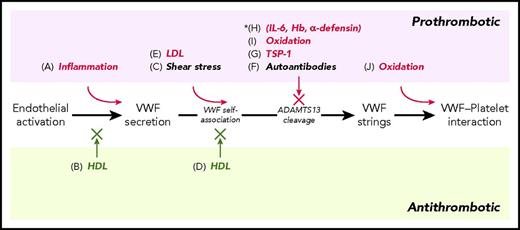 Figure 1. Modulation of VWF-platelet thrombus formation by inflammation-mediated processes. (A-J) represent processes that affect VWF secretion, self-association, cleavage, and reactivity. Inflammation-mediated processes are shown in color: prothrombotic processes in red; antithrombotic processes in green. *In vitro only. Hb, hemoglobin.