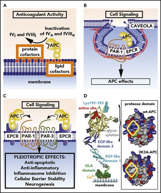 Figure 1. APC anticoagulant and cell signaling pathways and the structure of signaling-selective 3K3A-APC. (A) Anticoagulant activity of APC involves the proteolytic inactivation of factors Va and VIIIa on membrane surfaces containing phospholipids that are derived from cells, platelets, lipoproteins, or cellular microparticles. The irreversible inactivation of factors Va and VIIIa to yield inactive factors Vi and VIIIi by APC is accelerated by a variety of lipid and protein cofactors (eg, glucosyl ceramide, protein S, etc). (B) Beneficial direct effects of APC on cells require the EPCR and PAR1. One distinction between proinflammatory thrombin signaling and cytoprotective APC signaling is the localization of APC signaling in the caveolin-1–rich microdomains (caveolae). (C) Neuroprotective mechanisms for APC effects on cells may also involve other receptors including PAR-3. APC-initiated signaling effects on cells can include antiapoptotic activities, anti-inflammatory activities, inhibition of the inflammasome, stabilization of endothelial barrier functions including the BBB, and neurogenesis. (D) The polypeptide structure of APC comprises an N-terminal GLA domain (green) that binds to negatively charged lipids and EPCR, 2 EGF-like domains (blue), and the protease domain containing the active site triad of serine, histidine, and aspartic acid residues (red). Four glycosylation sites are indicated by gray-shaded moieties. Substrate selectivity of this protease is determined by interactions between the targeted substrates and the active site and also by multiple unique binding exosites on APC that vary for different substrates. The protease domain space–filled model (see insert) highlights in the yellow box 3 positively charged lysine (K) residues within the so-called 37 loop (KKK 191-193), which is an exosite for APC’s recognition of factors Va and VIIIa. Mutation of these 3 residues to alanine (3K3A-APC) reduces APC’s anticoagulant activity by >90%, but it does not affect its interactions with the cytoprotective substrates, PAR1, or its other known cell signaling receptors. Thus, 3K3A-APC is very signaling selective.