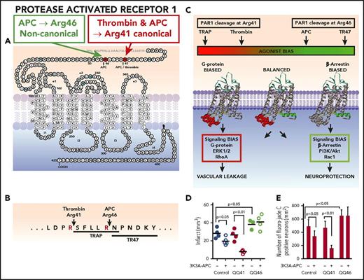 Figure 2. APC causes biased signaling via PAR1 cleavage at Arg46. PAR1 is a 7-transmembrane GPCR receptor capable of many conformational states. (A) The extracellular N-terminus contains the intramolecular ligands, which become exposed after proteolysis by APC or thrombin. PAR1 cleavage by thrombin at Arg41 exposes the canonical N-terminal tethered agonist that begins with residue Ser42 (SFLLRN-), whereas noncanonical cleavage by APC at Arg46 results in a different N-terminal tethered agonist that begins with residue Asn47 (NPNDKY-). (B) Synthetic agonist peptides with the N-terminal tethered-ligand sequences beginning with residue 42 (TRAP) or residue 47 (TR47) cause thrombin-like or APC-like effects on cells, respectively. (C) Activation of PAR1 by thrombin or TRAP stabilizes PAR1 conformers, whose intracellular loops provide surfaces that are highly favorable for interactions with G proteins, resulting in G-protein–dependent signaling. These PAR1 conformers are termed “G-protein biased.” In contrast, activation of PAR1 by APC or TR47 stabilizes different PAR1 conformers that preferentially interact with β-arrestin-2, resulting in β-arrestin-2–dependent signaling. Such PAR1 conformers are termed “β-arrestin biased.” Thus, the agonist bias is directly related to the cleavage site used to activate PAR1 because the cleavage determines which tethered ligand is exposed and which subsets of PAR1 conformations are stabilized. Biased agonism results in the induction of uniquely different signaling repertoires, such as the activation of ERK1/2 and RhoA, etc, resulting in vascular leakage by thrombin or the activation of PI3K, Akt, and Rac1, etc, by APC resulting in neuroprotection. (D-E) APC-mediated neuroprotection in ischemic stroke requires PAR1-dependent biased signaling due to cleavage at Arg46 in PAR1. To assess PAR1-biased signaling, studies employed homozygous QQ41-PAR1 mice, homozygous QQ46-PAR1 mice, and wt control mice. At 4 hours after a 60-minute MCAO, 3K3A-APC (0.04 mg/kg) or placebo was given IV, and then at 24 hours after occlusion, various parameters were measured. Treatment of mice with 3K3A-APC or vehicle is indicated by plus or negative signs under panels D and E. Data are shown for infarct volume (D) and for degenerating neurons as determined by Fluoro-Jade C stain (E) for each mouse group. For panels D and E, bars indicate mean ± standard deviation, n = 4-6 mice per group. (For details regarding panels D and E, see Sinha et al22).