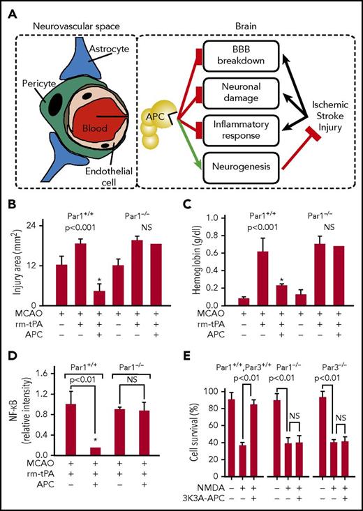 Figure 3. Neuroprotective effects of APC in the neurovascular space and in neurons. (A) APC can provide multiple neuroprotective effects in the neurovascular unit of the brain after ischemic stroke. APC inhibits the breakdown of the BBB, preventing extravasation of inflammatory cells. EPCR-mediated transfer of APC across the BBB permits APC to engage PAR1, PAR3, and EPCR directly on neurons, glia, and other cells in the brain to convey multiple cytoprotective activities and dampen neuronal damage. APC attenuates neuroinflammatory responses. Furthermore, APC promotes neurogenesis and vascular regeneration in the brain that directly contribute to repair and regeneration of the affected brain tissue after ischemic stroke (see Figure 4). Studies showing the requirement for PAR1 for APC’s neuroprotection are seen in panels B-D that show an assessment of brain damage after a 1-hour transient MCAO in wt (PAR1+/+) and knockout (PAR1−/−) mice treated with recombinant murine (rm)-tPA and recombinant murine wt-APC (0.2 mg/kg). Damage quantified at 24 hours after onset of ischemia was based on brain infarct volume (B), hemorrhage (C), and altered levels of NF-ĸB (D). Values are mean ± standard error of the mean (SEM), and n = 3-6 mice per group; * designates data for mice receiving both APC and rm-tPA (for details regarding panels B-D, see Cheng et al88). (E) Studies using cultured neuronal cells from wt mice (PAR1+/+, PAR3+/+) and PAR1−/− and PAR3−/− knockout mice treated with 3K3A-APC showed the requirement for both PAR1 and PAR3 for 3K3A-APC’s direct neuronal protection against N-methyl-d-aspartate–induced excitotoxic injury of neurons (E). Values are mean ± SEM, n = 5 mice per group. (For details regarding panel E, see Guo et al90).