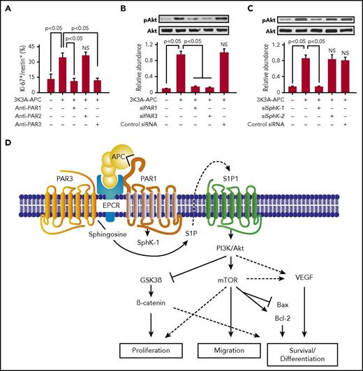 Figure 4. Regenerative activities of signaling-selective 3K3A-APC for human NSCs. (A-C) 3K3A-APC stimulates neuronal proliferation and differentiation from human embryo-derived NSCs in vitro. (A) Stimulation of human NSCs proliferation in culture by 3K3A-APC requires PAR1 and PAR3 but not PAR2. Quantification of proliferation was based on the percentage of Ki-67+/nestin+ cells in culture after 48 hours in the presence and absence of 3K3A-APC (2 nM) and/or PAR1-, PAR2-, and PAR3-specific cleavage site blocking antibodies. (B-C) Enhancement of neuronal proliferation and differentiation of NSCs by 3K3A-APC requires activation of Akt. Activation of the PI3K/Akt pathway by human recombinant 3K3A-APC (2 nM) in human NSCs requires PAR1 and PAR3 (B) and SphK-1 but not SphK-2 (C). Phosphorylation of Akt at Ser473 (pAkt) and total Akt was determined 3 hours after 3K3A-APC or vehicle treatment by western blot in whole-cell extracts of NSCs transfected with PAR1, PAR3, SphK-1, SphK-2, or control small interfering RNA. Intensity of pAkt signal was determined by scanning densitometry and normalized to total Akt. Data are shown as mean ± SEM, n = 3 independent cultures in triplicate. Statistical significance was determined by 1-way analysis of variance followed by Tukey’s post hoc test. NS, not significant. (For details regarding panels A-C, see Guo et al70). (D) Schematic overview of APC’s regenerative activities for human NPCs. Activation of the PI3K/Akt pathway in NSCs by 3K3A-APC requires PAR1, PAR3, S1P1, SphK-1, and EPCR. Through integration of signaling linked to multiple downstream effectors, activation of the PI3K/Akt signaling node by 3K3A-APC induces proliferation, migration, survival, and differentiation of NSCs. SphK-1, sphingosine kinase-1; SphK-2, sphingosine kinase-2.
