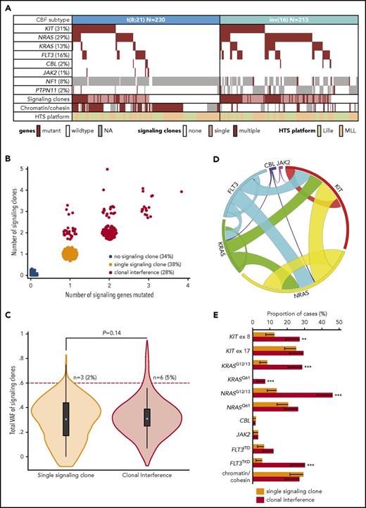 Figure 1. Molecular pattern of clonal interference of signaling mutations in CBF AML. (A) Pattern of gene mutations in cases with t(8;21) and inv(16) AML, presence of clonal interference in the 6 comprehensively analyzed signaling genes (KIT, NRAS, KRAS, FLT3, CBL, JAK2), and presence of ≥1 mutation in chromatin (ASXL1, ASXL2, BCOR, BCORL1, EZH2, KDM6A) or cohesin (RAD21, SMC1A, SMC3, STAG2) genes. (B) Scatter plot indicating the number of signaling genes (KIT, NRAS, KRAS, FLT3, CBL, JAK2) and the total number of clones in these 6 signaling genes. Patients with ≥2 signaling clones are assigned to the “clonal interference” group. (C) Volcano plot of the total VAF of signaling clones in patients with a single or multiple signaling clones, together with the P value of a linear regression adjusted on HTS platform. The number of patients with a total VAF > 60% is reported. The difference in the proportion of patients with total VAF > 60% was not statistically different (logistic regression adjusted for HTS platform; P = .16). (D) Circos plot showing the pattern of comutations in signaling genes in patients with ≥1 signaling clone. (E) Proportion of patients with a single signaling clone (n = 167) or with clonal interference (n = 126) with ≥1 clone displaying the genotype indicated on the x-axis (the error bar indicates the 95% CI). P values for logistic regression adjusted on HTS platform: **P < .01, ***P < .001. Unspecified P values are >.05. ex, exon; NA, not available.