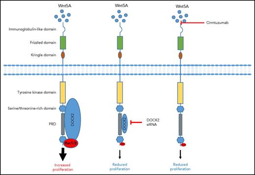 Wnt5a induces ROR1 signaling in CLL. Wnt5a engagement of ROR1 results in a signaling pathway that recruits DOCK2, leading to Rac1/2 signaling and increased proliferation. However, DOCK2 knockdown using siRNA reduces protein expression and consequently its binding to the PRD, leading to reduced Rac1/2 and proliferation. Similarly, blocking Wnt5a signaling with cirmtuzumab prevents DOCK2 recruitment to the PRD and prevents Rac1/2 activation and proliferation.
