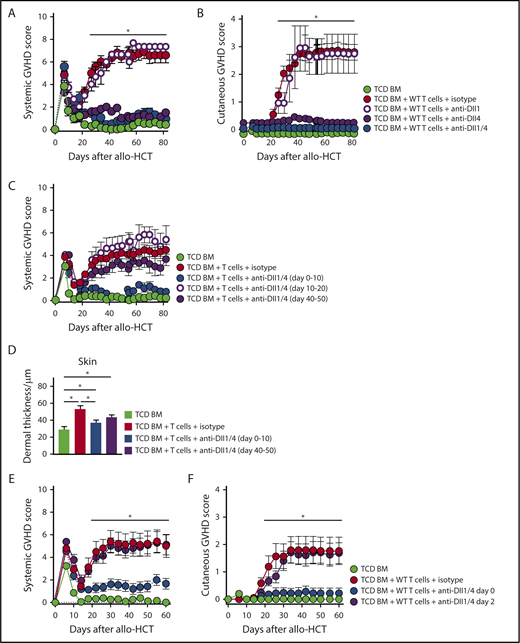 Figure 2. Dll1/Dll4 Notch ligands are critically active during the earliest posttransplant period and can be therapeutically targeted to prevent Scl-cGVHD. B10.D2→BALB/c chimeras were generated by transplanting B10.D2-Thy1.2 TCD BM (light green circle) vs TCD BM plus 12 × 106 B10.D2-Thy1.1 WT splenocytes. T-cell recipients were treated with 4 peritransplant doses of isotype control (red circle), anti-Dll1 (purple-rimmed circle), anti-Dll4 (purple circle), or anti-Dll1 plus anti-Dll4 (blue circle) antibodies (5 mg/kg i.p. on days 0, 3, 7, and 10). (A-B) Biweekly systemic and cutaneous GVHD scores, showing that Dll4 is the dominant Notch ligand in the Scl-cGVHD model and that its targeting induces almost complete disease protection. *P < .01 (1-way ANOVA) for TCD BM and all groups receiving anti-Dll4 vs groups receiving isotype control or anti-Dll1 alone (cumulative data from 2 experiments). (C-D) B10.D2→BALB/c mice were generated as described above. T-cell recipients were treated with 4 doses of isotype control (red circle) or anti-Dll1/4 (blue circle) antibodies at days 0 to 10 vs anti-Dll1/Dll4 at later time points (days 10-20, purple-rimmed circle; days 40-50, purple circle). (C) Systemic GVHD scores were monitored longitudinally. Note lack of GVHD protection with delayed administration of anti-Dll1/4. (D) Histopathological analysis of dermal thickness in mice depicted in panel C. *P < .01 (1-way ANOVA). Note Scl-cGVHD protection with early anti-Dll1/Dll4 administration and trend toward benefit with delayed anti-Dll1/Dll4 treatment (P = .07). (E-F) B10.D2→BALB/c chimeras were generated as described above. In one cohort, anti-Dll1/Dll4 treatment was delayed by 48 hours (purple circle). Note loss of protection from systemic (E) and cutaneous (F) GVHD with delayed anti-Dll1/4 administration. *P < .01 (1-way ANOVA) for TCD BM and group receiving early anti-Dll1/4 vs groups receiving isotype control or delayed anti-Dll1/Dll4 (n = 12, cumulative data from 3 experiments).