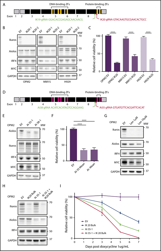 Figure 1. CRISPR-Cas9 deletion of IKZF1/3 recapitulates the action of the IMiDs in MM cells. (A) Depiction of full-length IKZF1 gene and CRISPR targeting strategy. (B) Western blot of Cas9 expressing OPM2, MM1S, and H929 clones of IKZF1 gRNA IK20 or an empty vector (EV) control performed 4 days after gRNA induction with doxycycline (dox). Membranes were probed for Ikaros, Aiolos, IRF4, MYC, and GAPDH as a loading control. (C) CellTiter Glo (CTG) viability assay 6 days after dox treatment of cells (as in panel B). Relative cell viability vs non-dox-treated control (set to 100%) is shown. Data are the mean ± SD from 3 experiments. (D) Depiction of full-length IKZF3 gene and CRISPR targeting strategy. (E) Western blot of Cas9-expressing OPM2 clones of each IKZF3 gRNA (Ai35 and Ai38) vs EV 4 days after dox treatment. Membranes were probed for Aiolos, Ikaros, IRF4, MYC, and GAPDH as a loading control. (F) CTG viability assay 6 days after dox treatment of OPM2 clones (as in panel E). Relative cell viability vs non-dox-treated control (set to 100%) is shown. Data are the mean ± SD from 3 experiments. (G) Western blot of OPM2 cells 2 days posttreatment with lenalidomide (Len, 1 or 10 μM) vs control, probed for Ikaros, Aiolos, MYC, IRF4, and GAPDH as a loading control. (H) Western blot of Cas9 expressing OPM2 cells (lanes 1 and 2) or IKZF3 gRNA Ai35-1 clone (lanes 3 and 4), transduced with IKZF1 IK20 gRNA (lanes 2 and 4) or EV control (lane 1) and bulk flow cytometry sorted for mCherry (Cas9), GFP (IK20 gRNA) expression. Analysis was performed 72 hours after dox treatment to induce gRNA expression. Membrane were probed for Ikaros, Aiolos, IRF4, and GAPDH as a loading control. (I) Flow cytometry viability time course (using a fixable viability dye and counting beads to quantify live cells) after dox treatment in OPM2 IK20 (bulk), Ai35-1 (clone), combination IK20 + Ai35-1, or EV control cells (as in panel H). Relative cell viability vs non-dox-treated control (set to 100%) is shown. Data are the mean ± SD from 3 experiments. (B,E,G,H) Molecular weights (MW) are indicated to the right of the plots. ****P < .0001, using an unpaired Student t test.