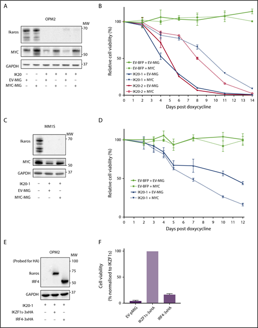 Figure 2. MYC or IRF4 overexpression fails to rescue for loss of Ikaros. (A) Western blot of OPM2 IKZF1 gRNA clones IK20-1 and IK20-2 or EV cells transduced with either MYC MSCV-IRES-GFP (MYC-MIG) or EV-MIG control 4 days postdox treatment. Membranes were probed for Ikaros, MYC, and GAPDH. (B) CTG cell viability time course of samples described in (A) at the indicated days after treatment with dox. Data are the mean ± SD from 3 experiments. (C) Western blot of MM1S IKZF1 gRNA clone IK20-1 or EV cells transduced with either MYC MSCV-IRES-GFP (MYC-MIG) or EV-MIG control 4 days postdox. Membranes were probed for Ikaros, MYC, and GAPDH. (D) Cell viability time course of samples described in (C) after treatment with dox. Data are the mean ± SD from 3 experiments. (E) Western blot of OPM2 IKZF1 gRNA clone IK20-1 transduced with either HA-tagged full-length IRF4 MIG (IRF4-3xHA), an EV-MIG negative control, or a CRISPR-resistant IKZF1 construct (IKZF1s-3xHA). Membranes were probed with anti-HA and GAPDH 3 days postdox treatment. (A,C,E) MW are indicated to the right of the plots, GAPDH is a loading control. (F) CTG viability assay of samples described in panel E, 10 days after dox treatment. Relative cell viability vs non-dox-treated control normalized to IKZF1s-3xHA (set to 100%) is shown. Data are the mean ± SD from 3 experiments.