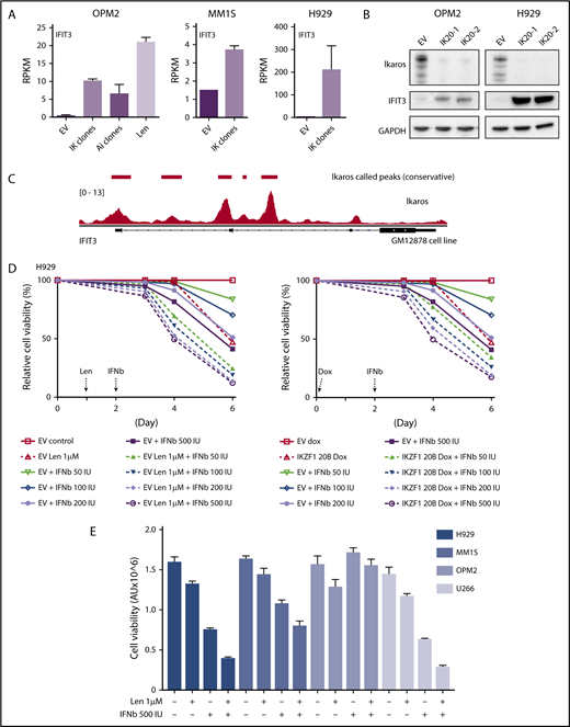 Figure 4. Assessing the importance of interferon-stimulated gene upregulation in the action of the IMiDs. (A) IFIT3 expression (mean RPKM ± SD) from RNA sequencing in OPM2 cell after deletion of Ikaros, Aiolos, or lenalidomide (Len) 10 μM; and MM1S and H929 cells after deletion of Ikaros, vs control. Data are described in Figure 3. (B) Western blot OPM2 and H929 clones of IKZF1 20 (IK20) gRNA (2 clones) and an EV control, performed 4 days after gRNA induction with dox. Membranes were probed for Ikaros, IFIT3, and GAPDH as loading control. (C) Analysis of Ikaros binding in the human B-cell line GM12878 by ChIP-seq from the ENCODE Project. Shown is the mapping track of sequence reads at the IFIT3 locus. Note the presence of 2 alternative first IFIT3 exons. Ikaros conservative called peaks are shown as bars in the top panel. (D) Time course of cell viability assayed by flow cytometry using a fixable viability dye. Relative viability vs non-dox-treated control (set to 100%) is shown. Data are representative of 2 experiments. Graph shows live cell numbers in H929 cells expressing the control EV or IKZF1 gRNA (IK20) after dox gRNA induction (day 0), Len 1 μM treatment (day 1), and/or a titration of β-IFN (day 2). IU, international units. (E) CellTiter Glo viability assay in H929, MM1S, OPM2, and U266 cells 3 days posttreatment with Len 1 μM and/or β-IFN 500 IU. Graph depicts the mean luminescent reading from the Cell Titer Glo assay expressed as an arbitrary unit (AU) ± SD for each sample from 3 experiments.