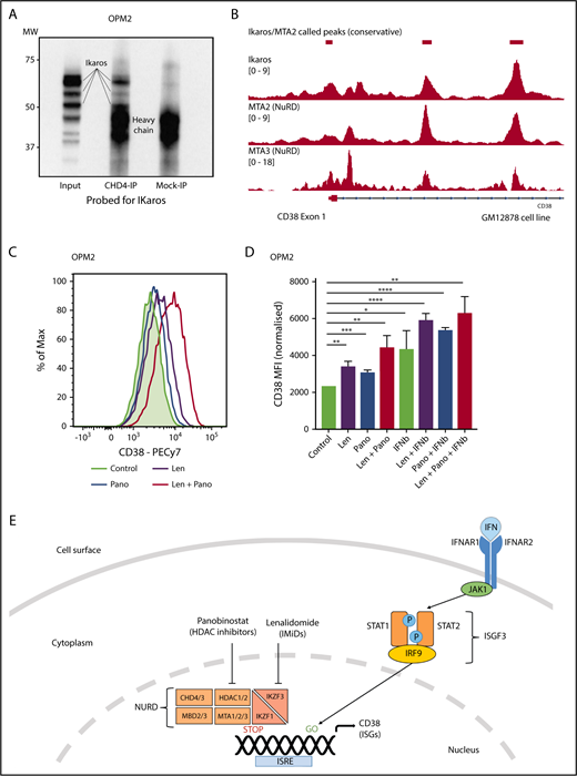 Figure 6. Ikaros represses CD38 through interaction with the NuRD complex. (A) Coimmunoprecipitation performed in OPM2 cells with anti-CHD4 (CHD4-IP) antibody or mouse-immunoglobulin G (Mock-IP) control. Membranes were probed for Ikaros. MW are shown on the left. Positions of the Ikaros and IgH proteins are indicated. (B) Analysis of Ikaros, MTA2, and MTA3 binding in the human B-cell line GM12878 by ChIP-seq from the ENCODE Project. Shown are the mapping track of sequence reads in each library at the CD38 locus. Ikaros conservatively called peaks are shown as bars in the top panel. (C) Histogram of CD38 expression by flow cytometry in OPM2 cells 48 hours after treatment with Len 1 μM and/or panobinostat (Pano) 10 nM or untreated control. (D) Graph of CD38 MFI in OPM2 cells 48 hours after treatment with Len 1 μM and/or Pano 10 nM and/or β-IFN (50 IU). Data are the MFI ± SD from 3 experiments. ****P < .0001, ***P < .001, **P < .01, *P < .05, using an unpaired Student t test. (E) Cartoon of model suggested: Transcriptional activation of ISGs, including CD38, results from signal transduction after the binding of interferon (α or β) to the type 1 interferon receptor, activation of JAK1, STAT1/2, and together with IRF9, assembly of the ISGF3 complex, which translocates to the nucleus and binds to IFN-stimulated response elements. Expression of ISGs is normally repressed to an extent by Ikaros and Aiolos, likely through interaction with the NuRD complex. Hence, CD38 expression can be augmented through treatment with IFN, IMiDs including lenalidomide and histone deacetylase inhibitors such as panobinostat.