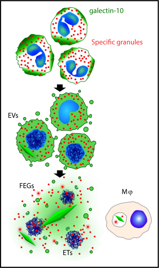EETosis mediates galectin-10 crystallization. The graphic shows the temporal course of galectin-10 crystallization in tissues. During stimuli-elicited EETosis, loss of regulated intracellular localization of galectin-10 occasionally causes galectin-10 crystallization in the cytoplasm before cell lysis. Galectin-10 is released by plasma membrane disintegration, which may result in extracellular crystallization by increasing local concentrations. Some galectin-10 is also budded from the plasma membrane within enveloped EVs. Thus, FEG, ETs, and galectin-10–containing EV were associated with varied sizes of CLC. Tissue macrophages can also take up galectin-10 and/or small CLC. ET, extracellular trap; EV, extracellular vesicle; FEG, free extracellular granule. See supplemental Figure 8 in the article by Ueki et al that begins on page 2183.