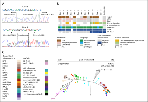 Figure 1. Genetic and epigenetic characterization of the preBLL samples. (A) Verification of IG-MYC breakpoint junctions retrieved from exome sequencing data by Sanger sequencing in cases 1 and 3. Both breakpoints showed features of aberrant VDJ rearrangement, including localization within the VDJ region and occurrence of N nucleotides. Details provided in supplemental Figure 1. (B) Summary of recurrent copy number aberrations (CNAs) and single-nucleotide variants (SNVs) identified by whole-exome sequencing/whole-genome sequencing and OncoScan analysis. Of note is that only 1 preBLL case harbored a mutation (SMARCA4) in those genes recurrently mutated in BL (overview provided in supplemental Figure 2). (C) Phylogenetic tree based on the DNA methylation pattern of 1404 CpG loci described to be differentially methylated during B-cell development.26 In the analysis, 17 B-cell subpopulations from various differentiation states were included, which arranged themselves along the main trunk of the phylogenetic tree according to their differentiation stadia. The 2 preBLL cases clustered with the pB-ALL/LBL samples24,25,26 near the precursor B-cell subpopulations, whereas the BL samples were closer to the mature B-cell subpopulations. *Indicates that the NRAS mutation in case 4 differed between the ID and relapse samples. #Indicates that the 1q gain in sample 2 of case 10 occurred in comparison with sample 1 of case 10 in a subset of cells. DUP, duplication; n.a., not available.