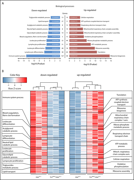 Figure 4. RNAseq analysis of the spleen of Hbbth3/+ and Tfr2BMKO /Hbbth3/+ mice. (A) Gene ontology (GO) analysis relative to the biological function of the differentially expressed genes (FDR < 10% and log2 fold change less than −0.5 for the downregulated; FDR < 10% and log2 fold change > 0.5 for the upregulated) of Tfr2BMKO/Hbbth3/+ mice vs Hbbth3/+. (B) Heatmap representation of the differentially expressed genes belonging to the single biological processes represented in panel A.