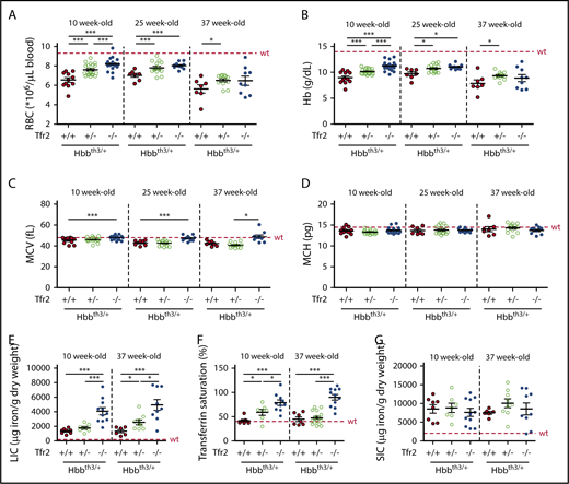 Figure 6. Hematological and iron parameters of Hbbth3/+ mice with germ line deletion of Tfr2. Hematological parameters of both male and female Hbbth3/+ mice with wt Tfr2 (Tfr2+/+) or germ line ablation of a single allele (Tfr2+/−) or both alleles (Tfr2−/−) of Tfr2 determined at 10, 25, and 37 weeks of age; iron parameters were determined in a pool of 10- and 37-week-old Hbbth3/+, Tfr2+/−/Hbbth3/+, and Tfr2−/−/Hbbth3/+ mice. In the figure are graphed: (A) RBC count; (B) Hb levels; (C) MCV; (D) MCH; (E) LIC, (F) TS, and (G) SIC. The dotted red line indicates mean value in wt IB mice. Error bars indicate SE. Asterisks refer to statistically significant differences: *P < .05; **P < .01; ***P < .005.