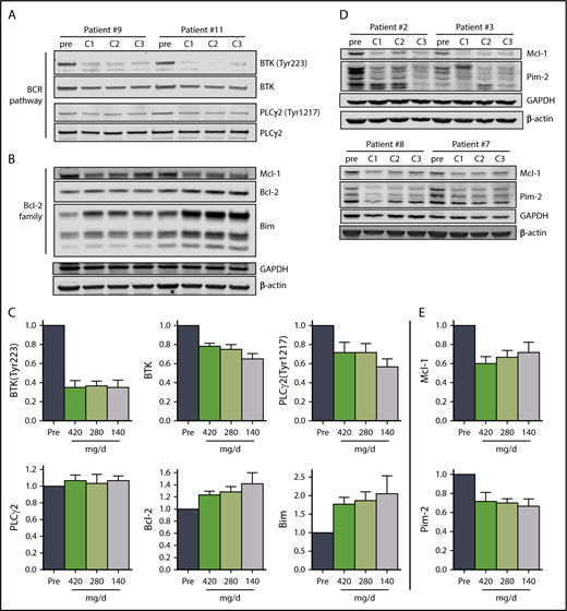 Figure 3. The effect of ibrutinib on BCR pathway and Bcl-2 family proteins during 3 doses of ibrutinib. Immunoblot analyses of (A) BCR pathway proteins and (B) Bcl-2 family proteins in CLL cells from patients 9 and 11 on D28 of each cycle. (C) Mean levels (n = 6) of the proteins shown in (A) and (B) normalized to both β-actin and glyceraldehyde-3-phosphate dehydrogenase (GAPDH) averaged and then expressed relative to pretreatment levels. The data are the means of the 2 values; error bars represent SEMs. (D) Immunoblot analyses of early-response gene proteins. Note: the images of these immunoblots are from the same gels shown in supplemental Figure 4A; thus, the GAPDH and β-actin loading controls are the same. (E) Mean levels (n = 4) of the proteins shown in (D) normalized to both β-actin and GAPDH averaged and then expressed relative to pretreatment levels. The data are the means of the two values; error bars represent SEMs.