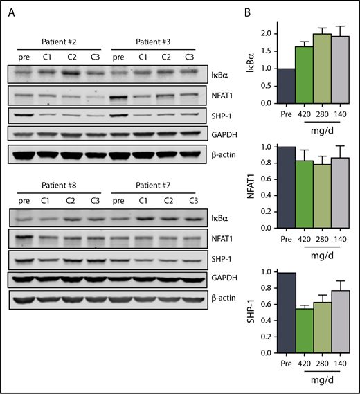Figure 4. The effect of ibrutinib on NF-κB pathway during 3 doses of ibrutinib. Immunoblot analyses of (A) NF-κB pathway proteins in CLL cells from patients 2, 3, 7, and 8 on D28 of each cycle. (B) Mean levels (n = 4) of the proteins shown in (A). Protein levels were normalized to both β-actin and GAPDH, averaged and then expressed relative to pretreatment levels. Error bars represent SEMs.