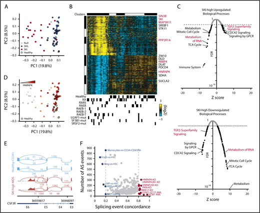 Figure 1. Either TGF-β signaling or SKI-correlated gene signatures identify activated TGF-β signaling and deregulated splicing in early-stage MDS. (A) Principal component analysis (PCA) plot for bulk RNA-Seq data for CD34+ bone marrow cells organized by a TGF-β signaling gene expression signature (23 healthy donors, 44 MDS patients). Each dot represents 1 patient sample, healthy donors are indicated by black borders, and the color represents strong correlation to SKI or SKIL. (B) Heatmap of the top SKI-correlated genes. Each column represents 1 sample and each row represents 1 gene. Top: gene expression clusters were generated in AltAnalyze with the key genes indicated on the right; bottom: clinical characterizations are noted. Mutations in splicing factors are noted (U2AF1-mut, SF3B1-mut, and SRSF2-mut) (supplemental Figure 1A). (C) Scatter plot displaying the false discovery rate (FDR) P value vs Z-score of individual biological processes enriched by the differentially (top) upregulated or (bottom) downregulated genes in SKI-high MDS samples compared with controls. Each dot represents a biological process, and the dotted line indicates an FDR P value of .05. (D) PCA plot from panel A, in which the color represents increasing expression of HNRNPK. (E) Alternative splicing (AS) example: representative sashimi plots of the CSF3R locus reveals MDS-specific premature termination of the open reading frame. (F) Splicing concordance analysis: scatter plot displaying splicing event concordance vs the number of AS events in common between SKI-high MDS samples and each displayed splicing data set (eg, HNRNPK-KD). GPCR, G protein-coupled receptors; RA, refractory anemia; RAEB, refractory anemia with excess blasts; RARS, refractory anemia with ringed sideroblasts; TCA, tricarboxylic acid.