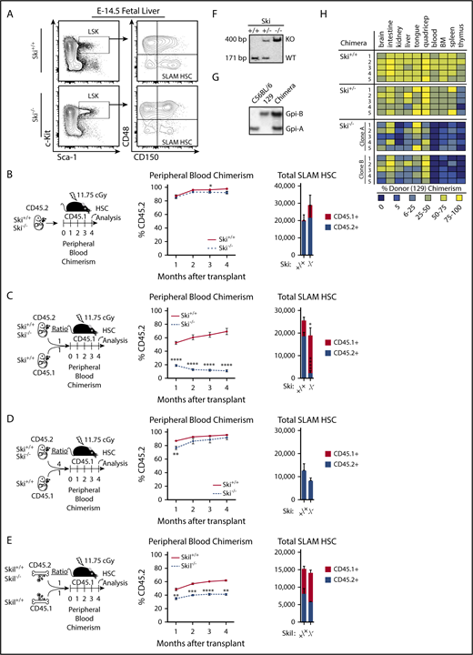 Figure 3. Ski is critically required for HSC fitness in the absence of transplantation. (A) Representative fluorescence-activated cell sorter plots of E14.5 FL cells gated on live, single lineage– cells. All scales are log10. LSK: lineage–Sca-1+c-Kit+ (supplemental Figure 2C-D). (B) For HSC transplantation controls, E14.5 FL cells were transplanted in the absence of competitors (5-6 mice per group), (C) for competitive Ski−/− HSC transplantation, E14.5 FL cells were transplanted at a 1:1 ratio to competitors (6 mice per group), (D) for dosage dependency, E14.5 FL cells were transplanted at a 4:1 ratio to competitors (6 mice per group), and (E) for competitive Skil−/− HSC transplantation, adult whole Skil−/− bone marrow cells were transplanted at a 1:1 ratio to competitors (6 mice per group), and recipients in panels B-E were analyzed for the percentage of donor contribution to peripheral blood chimerism and total number of SLAM HSCs. (F) Southern blot of Ski+/+, Ski+/− or Ski−/− ES cells used in blastocyst complementation assays confirms genotype. (G) A representative glucose phosphate isomerase assay used to quantify chimerism in blastocyst complementation assays. (H) A heatmap representation of tissue-specific chimerism in progeny from a blastocyst complementation assay with C57BL/6 mouse strain blastocysts complemented with 1 Ski+/+, 1 Ski+/−, or 2 independent Ski−/− ES cell clones derived from a 129P3 mouse (5 mice per clone). (B-E) data are displayed as mean ± SEM. *P < .05; **P < .01; ***P < .001; ****P < .0001.