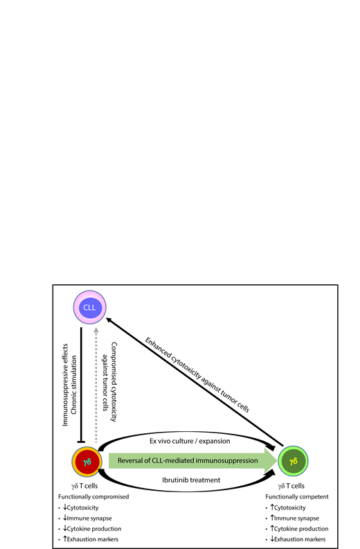 γδ T cells from CLL patients are functionally impaired and cannot efficiently lyse tumor cells. Their functional competency and cytotoxicity against CLL cells can be recovered after ex vivo stimulation or ibrutinib treatment.