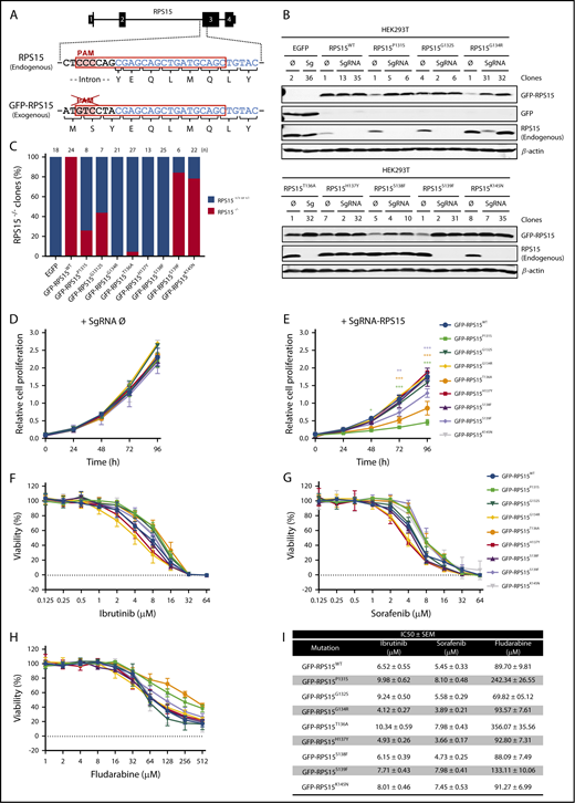 Figure 3. Some RPS15 mutants replace the endogenous protein and show altered proliferation and drug tolerance. (A) Schematic representation of RPS15 locus targeted by the designed single guide RNA (sgRNA), encompassing the second intron and the third exon of RPS15 gene and the corresponding locus in the pCDH-EGFP-RPS15 vector. The common sequence is highlighted in blue. (B) HEK293T cells stably expressing the different RPS15 constructs were infected with the lentiCRISPRv2 vector containing an sgRNA against endogenous RPS15 or no target (empty vector, Ø). Selected subclones were subjected to western blot analysis with antibodies against GFP (for GFP and GFP-RPS15 detection) and RPS15 and β-actin as a loading control. (C) Bar graph showing the percentage of clones with successful ablation of endogenous RPS15 in all of the different mutants, as well as in the wild-type and EGFP constructs. (D) Relative proliferation values of GFP-RPS15–expressing (wild-type and mutants) HEK293T cells transduced with the lentiCRISPRv2-empty (Ø) vector. (E) Relative proliferation values of GFP-RPS15–expressing (wild-type and mutants) HEK293T cells transduced with the lentiCRISPRv2-sgRNA against the endogenous RPS15 locus. Error bars indicate SEM. (F-H) Representative viability curves of selected clones of HEK293T cells transduced with the lentiCRISPRv2-sgRNA against endogenous RPS15 locus and treated with the indicated concentrations of ibrutinib (F), sorafenib (G), and fludarabine (H) for 72 h. (I) Summary table including the 50% inhibitory concentration (IC50 ± SEM) of the different RPS15 constructs using the aforementioned drugs. *P < .033, **P < .002, ***P < .001, two-way ANOVA.